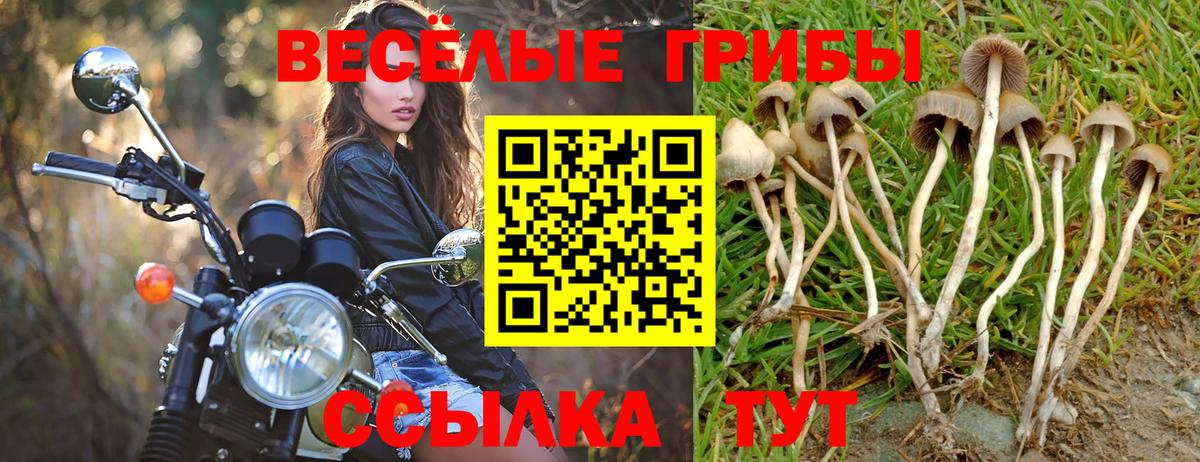 Галлюциногенные грибы Psilocybine cubensis Шелехов